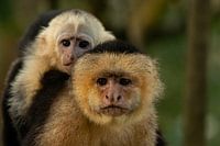 A white-shouldered capuchin monkey with young on her back