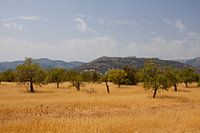 Spaanse Savanne
