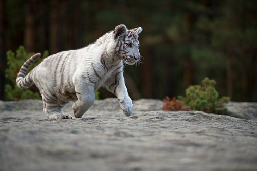 Koenigstiger ( Panthera tigris ), junge, verspielte Raubkatze läuft über Felsen, voller Lebensfreude