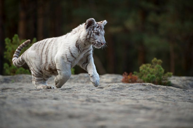 Koenigstiger ( Panthera tigris ), junge, verspielte Raubkatze läuft über Felsen, voller Lebensfreude par wunderbare Erde