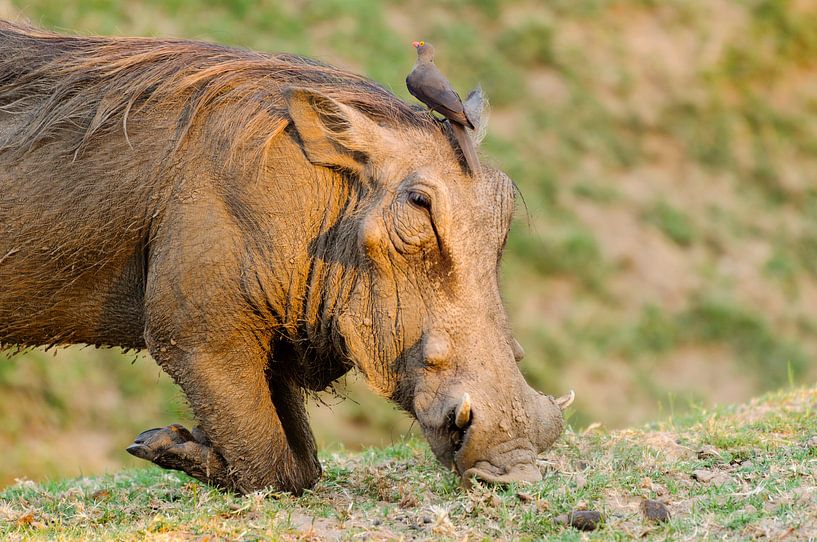 Wrattenzwijn von Robert van Brug