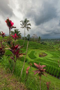 Jatiluwih rice fields with lots of rain on the way by Perry Wiertz