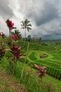 Jatiluwih rice fields with lots of rain on the way by Perry Wiertz thumbnail