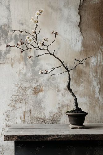 stilleven met old hout en bonsai en amandelbloesem