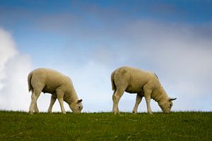 grazende lammetjes