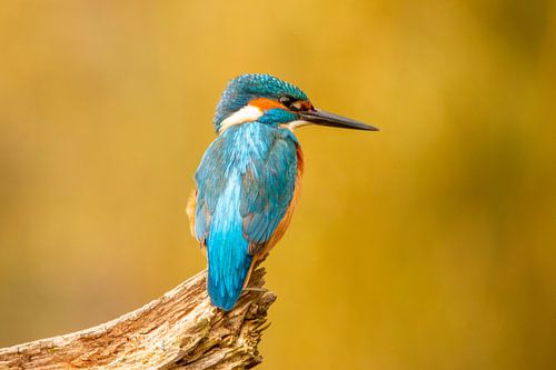 Kingfisher, Alcedo atthis by Gert Hilbink