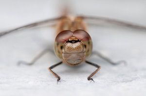 Eyecontact dragonfly