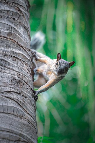 In de ogen van een eekhoorn van Edgar Bonnet-behar