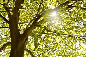 The tree by Violetta Honkisz