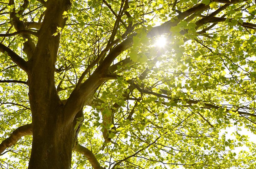 l'arbre par Violetta Honkisz