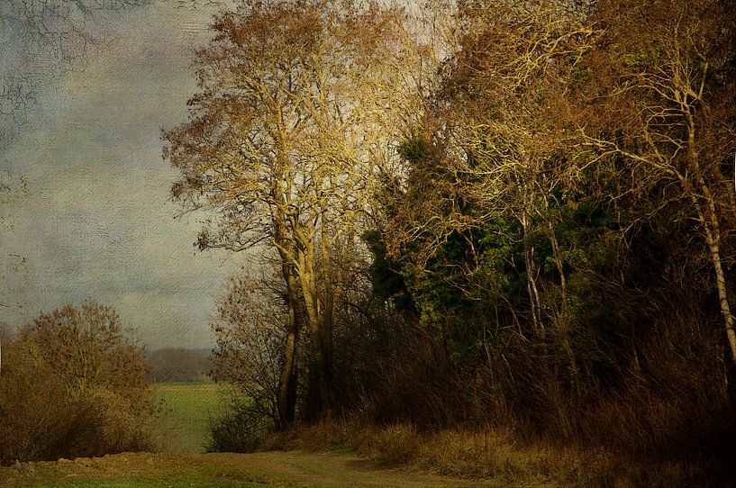 Forest edge Haccourt. by Jan Pycke