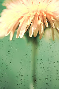 parapluie