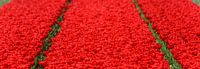 Rode tulpen von Sjoerd van der Wal Fotografie Miniaturansicht