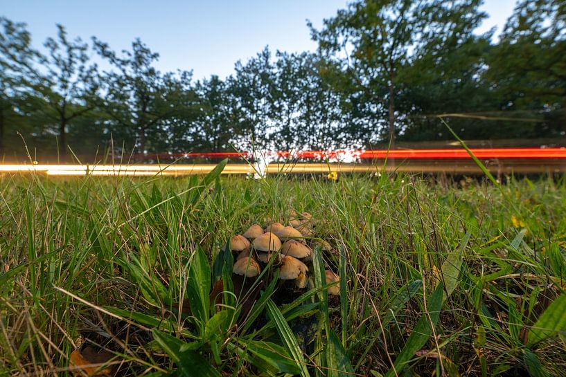 Pilze in der Nähe einer stark befahrenen Straße von Roosmarijn Jongstra