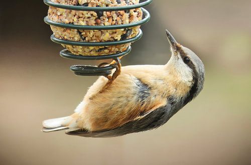 Boomklever hangend aan de zaadbol
