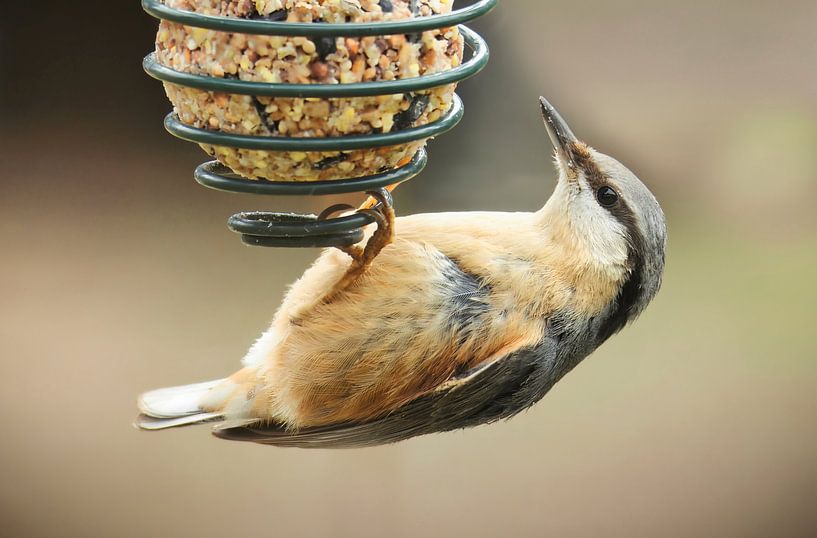 Boomklever hangend aan de zaadbol van Sara in t Veld Fotografie