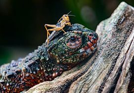 When the food goes to your head by Heiko Schlaich