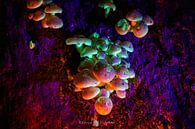 Romantic elf mushrooms. by Remco Ditmar thumbnail