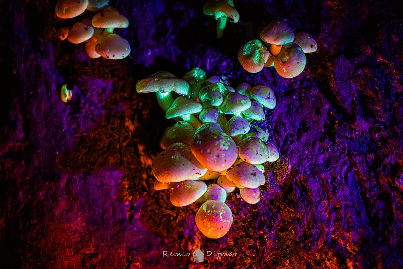Romantic elf mushrooms. by Remco Ditmar
