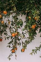 Orangefarbene Granatäpfel auf Bonaire