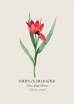 Redoute Tulpe von Andrea Haase
