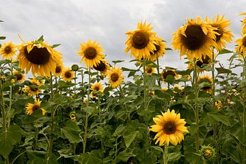 Sonnenblumen von Jim van Iterson