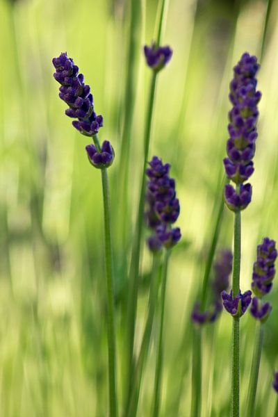Lavendel von Anja B. Schäfer