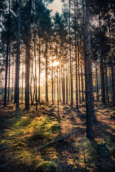 Tief im Wald Teil 2 von Ronnie Schuringa