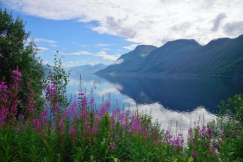 Wilde bloemen bij het Hornindalsvatnet meer