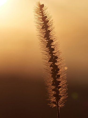 Limbe d'herbe réfléchi par le soleil. Il en résulte un dégradé de couleurs dorées.
