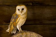 Barn owl in an old barn by Arjan van de Logt thumbnail
