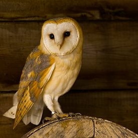 Barn owl in an old barn by Arjan van de Logt