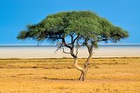 Sur la pointe des pieds