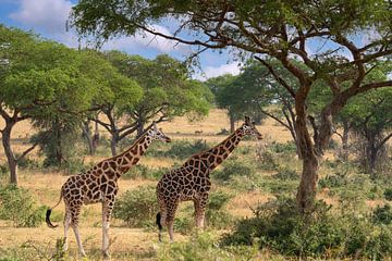 Baringo Giraffe (Giraffa camelopardalis), Murchison Falls Nationaal Park, Uganda van Alexander Ludwig