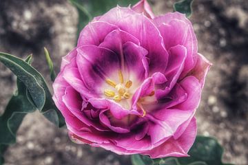 Tulpen van Dolphie's Fotografie