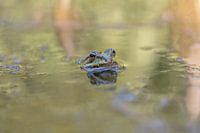 Grüner Frosch