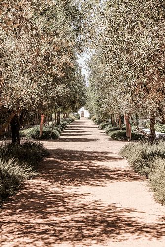 A Serene Tree Lined Path with Sunlight
