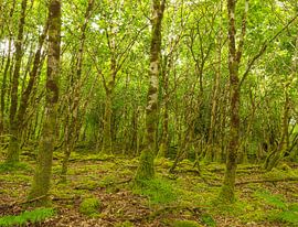 Tomies Wood - Killarney (Irland) von Marcel Kerdijk