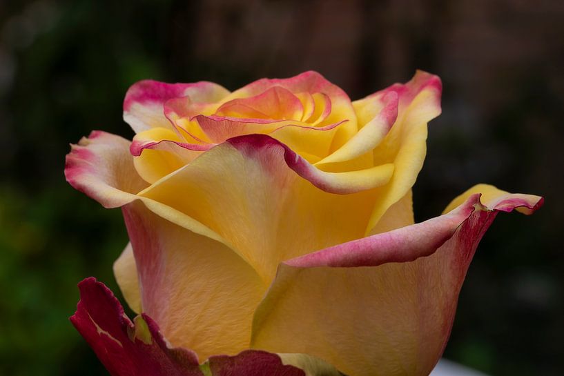 The rose with the red borders. by Els Oomis