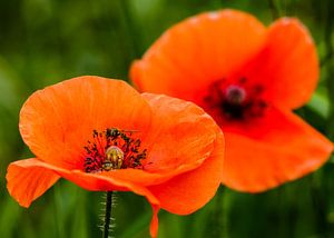 Mohn mit Schwebfliege