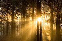 Sonnenaufgang im Wald