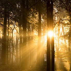Lever de soleil dans la forêt sur Judith Noorlandt