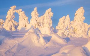 Winterlicht von Daniela Beyer