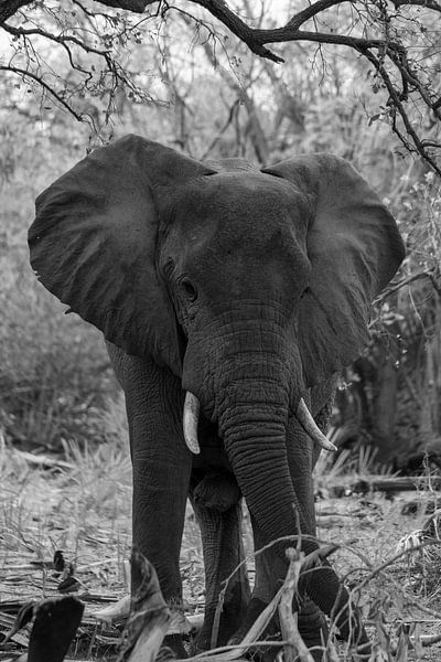 Elephant by Maurice van Dalfsen
