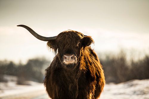 Der schottische Highlander mit einem Horn