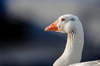 Goose on the waterfront with focus on surroundings