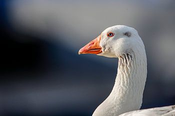Gans am Wasser mit Blick auf die Umgebung