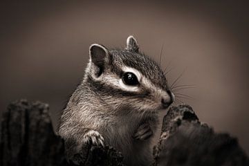 Portrait Siberian Squirrel by Roy IJpelaar