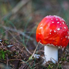 Points perdus (champignon rouge à points blancs) sur Mariska de Jonge