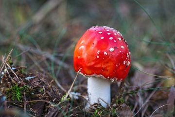 Stippen kwijt (paddenstoel rood met witte stippen) van Mariska de Jonge